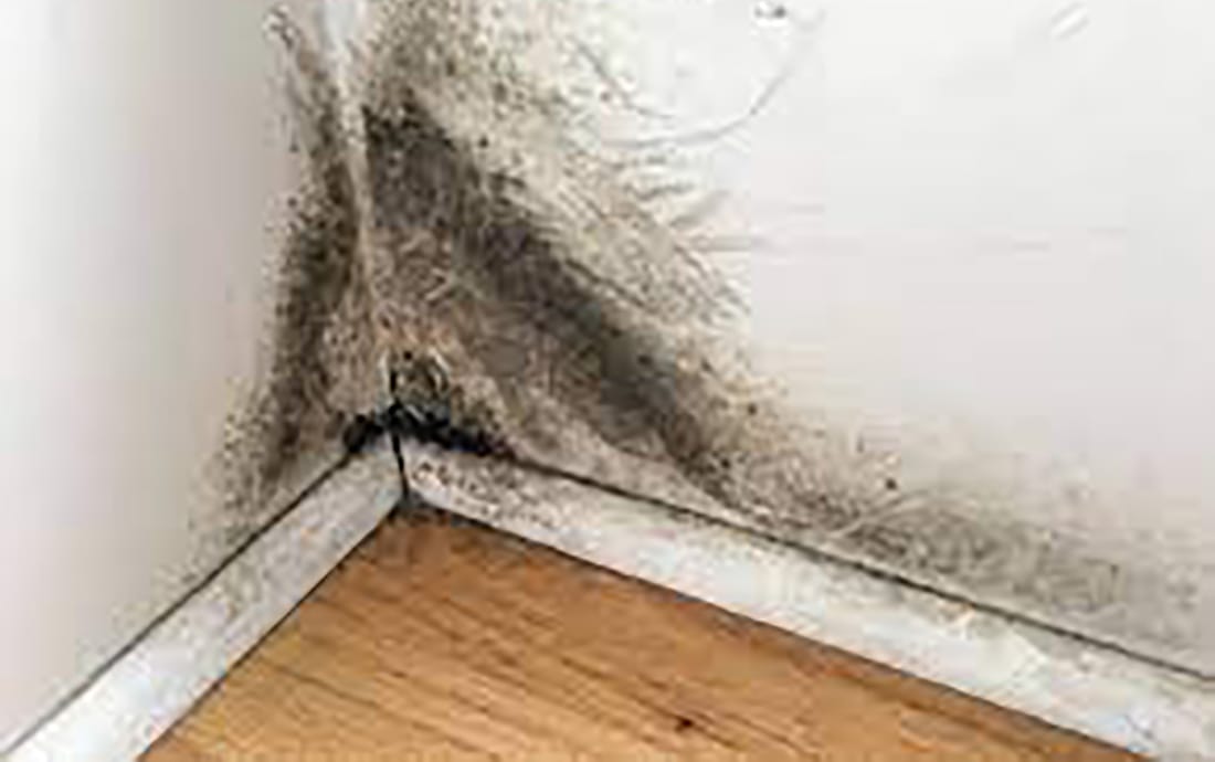 Mold in a wall corner where air movement may be limited
