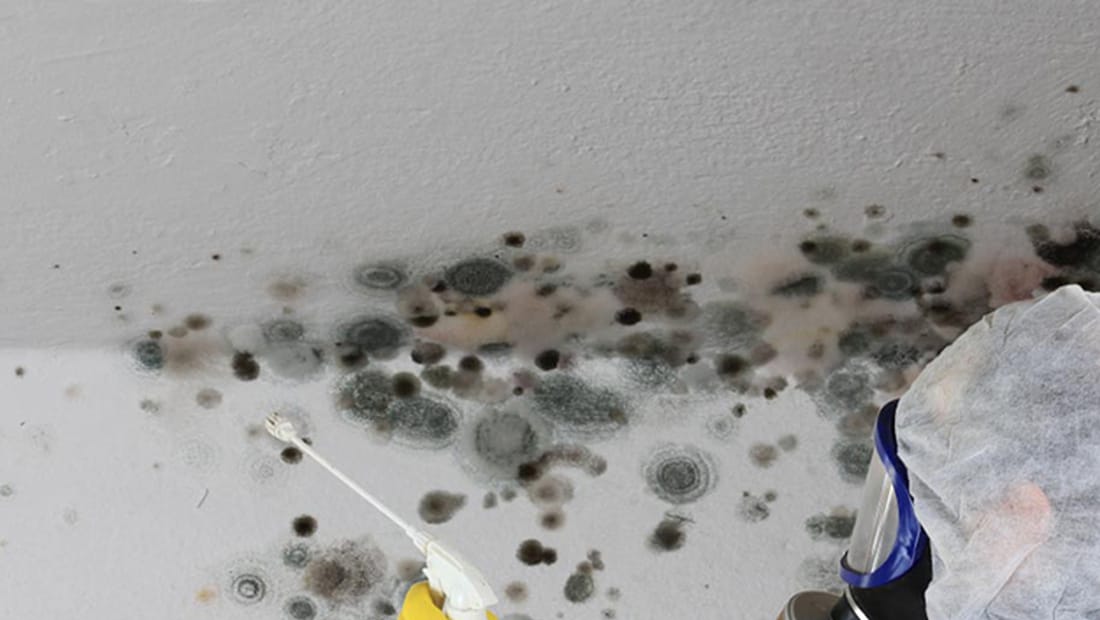 Mold along a ceiling and wall junction