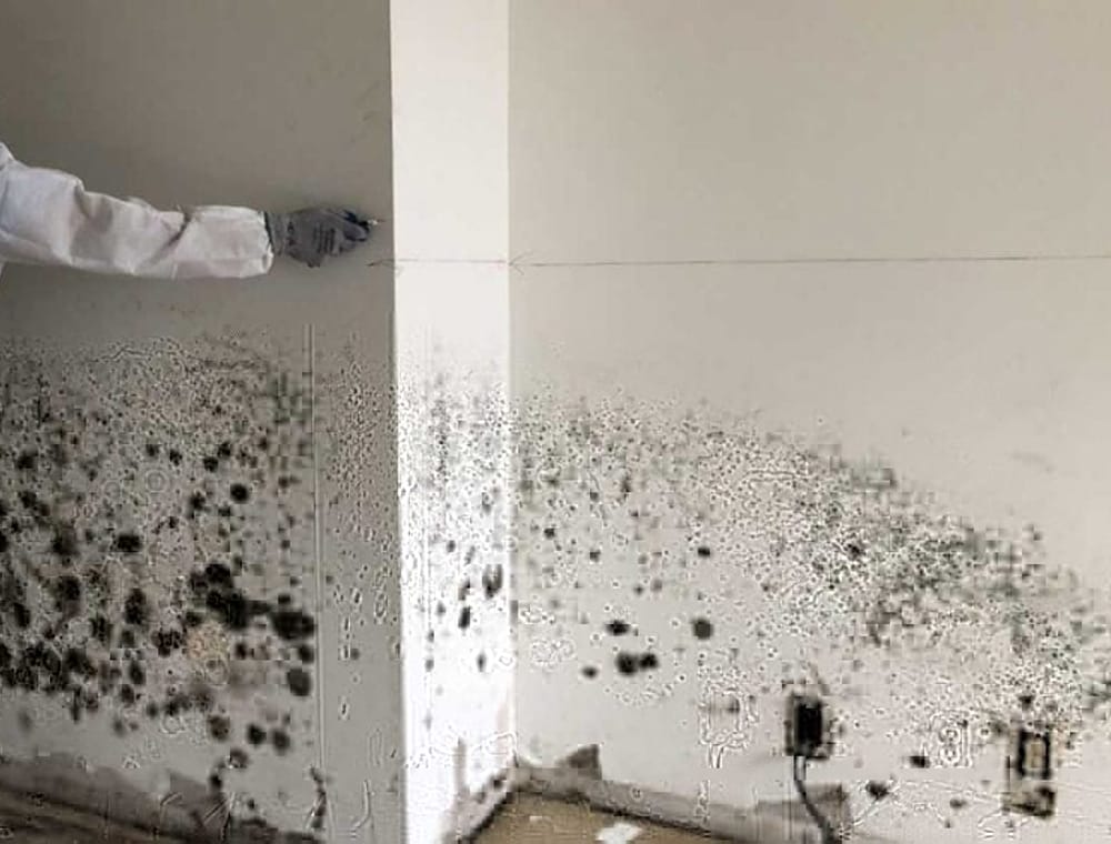 A BioSweep field specialist assessing a mold-affected wall during a property inspection